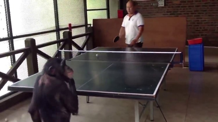 Masa tenisi oynayan şempanze