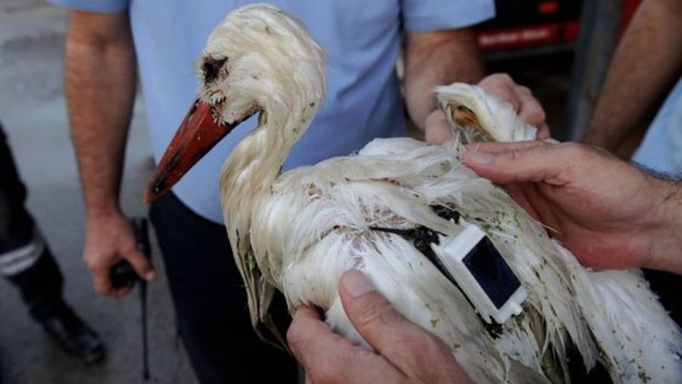 Bilim insanlarının incelemeye aldığı leylek Mersin'de vuruldu