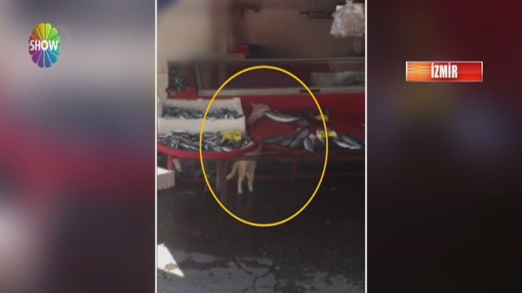 Palamut onun da hakkı