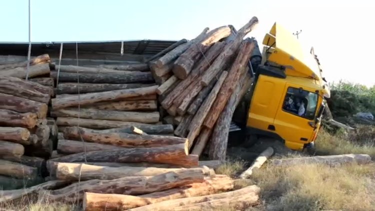 Arılar tomruk yüklü TIR'ı şarampole yuvarladı!