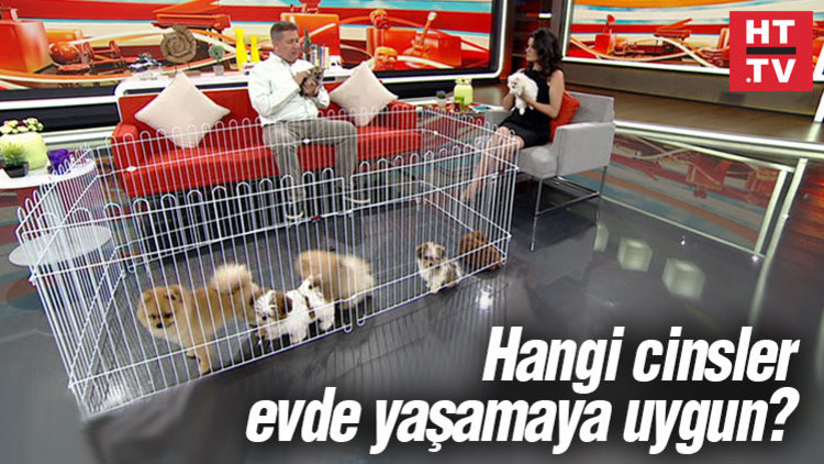 KÖPEK İSTEYENLER DİKKAT!