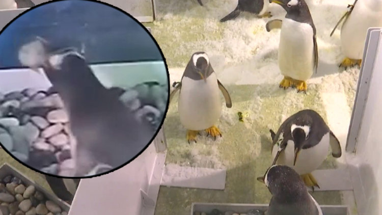 Çakıltaşı yutan penguen