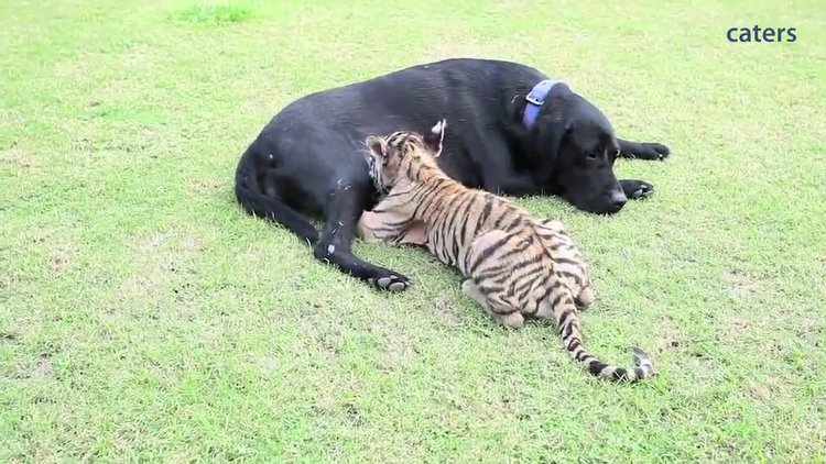 Yavru kaplana annelik yapan labrador
