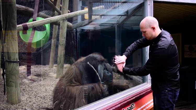 Orangutan için özel bir gösteri