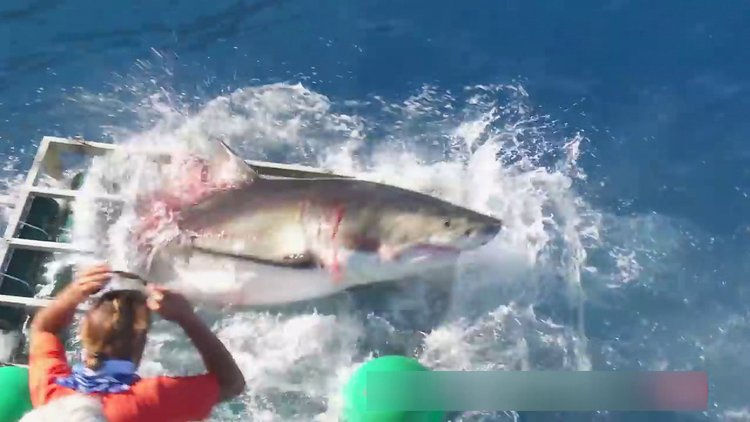 Dalgıçların kafesine Köpekbalığı daldı!