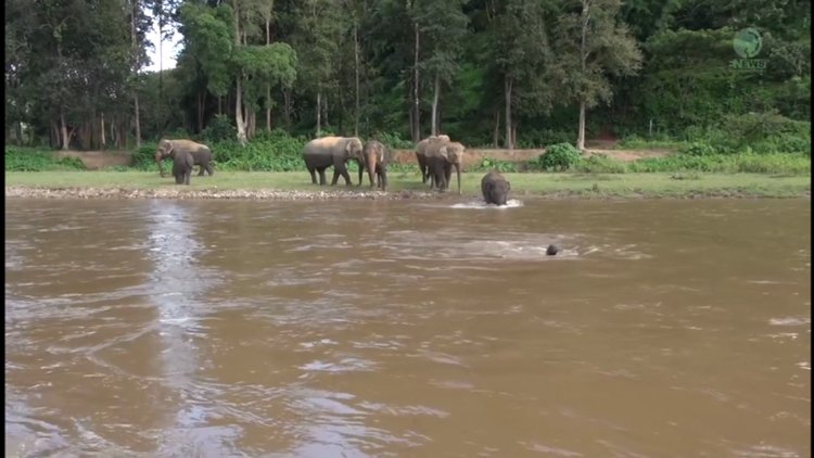 Cankurtaran yavru fil