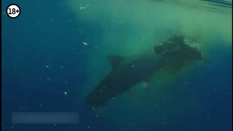 Köpekbalığı inek yedi!