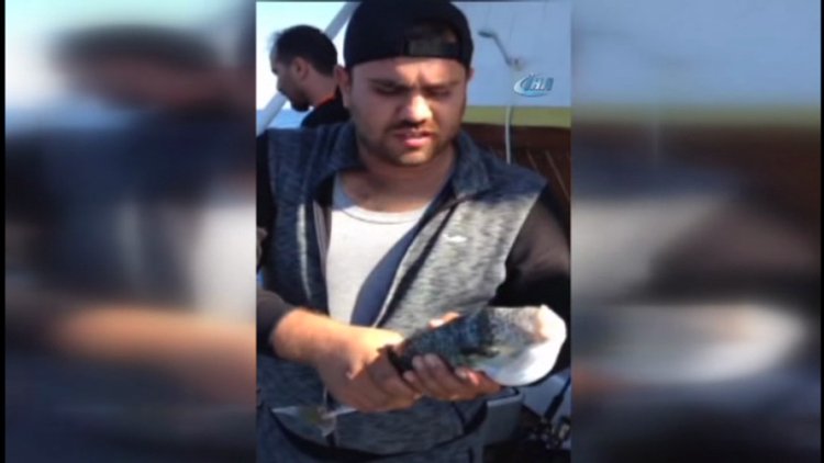 Akdeniz'de balon balığı kabusu