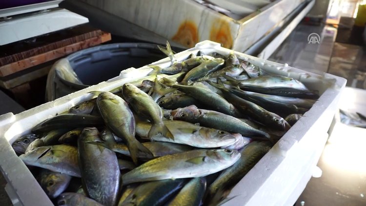 Sofralarda, istavritin yerini çinekop aldı