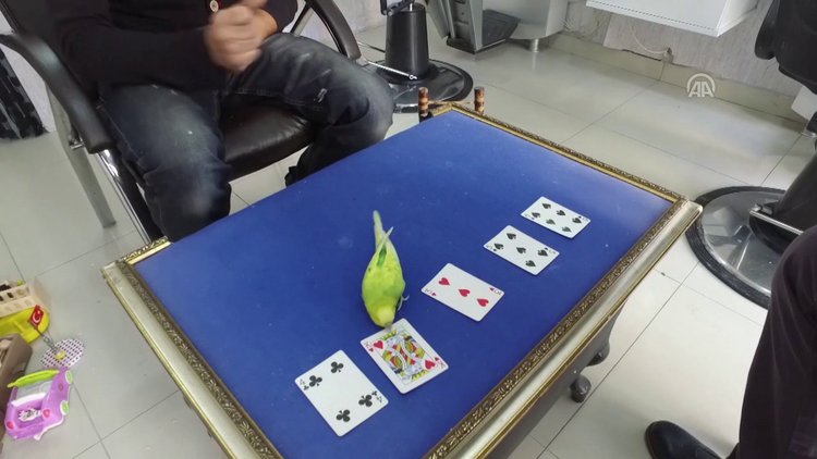 Muhabbet kuşu yeteneğiyle görenleri şaşırtıyor