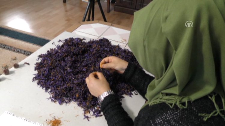Safranın gramını 50 liradan satıyor