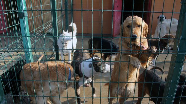 Satın almayın sahiplenin