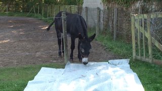 En tatlı hayvanlar en sevimli bebekler ve en eğlenceli şakalar 