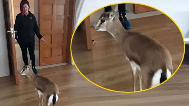 Emel Müftüoğlu evinde ceylan mı besliyor?