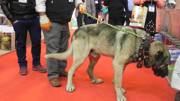 25 bin TL teklif edilen damızlık köpeği satmadı