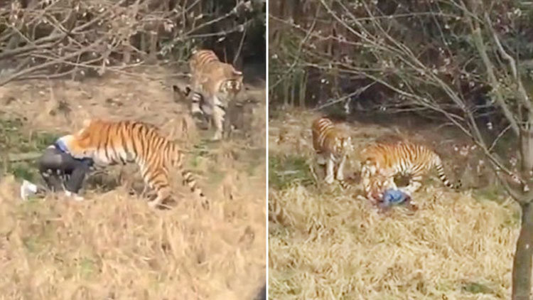 Ailesinin yanında adamı yediler!