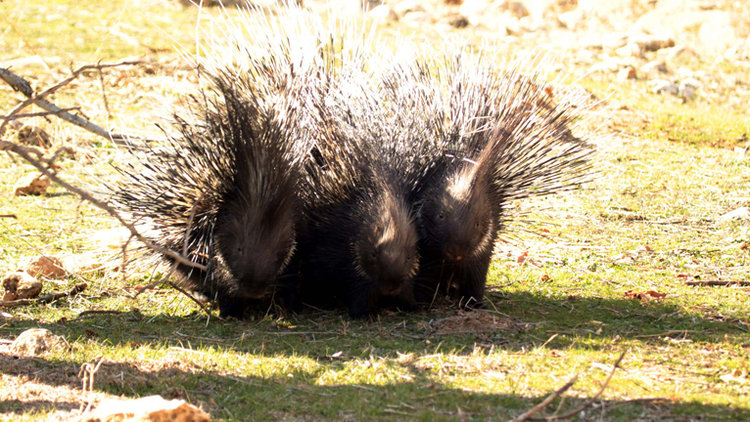 'Oklu Kirpi', baraj gölü tünel çalışmasını durdurdu