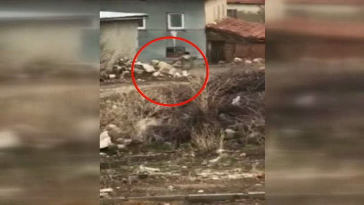 Köpeğe böyle işkence etti