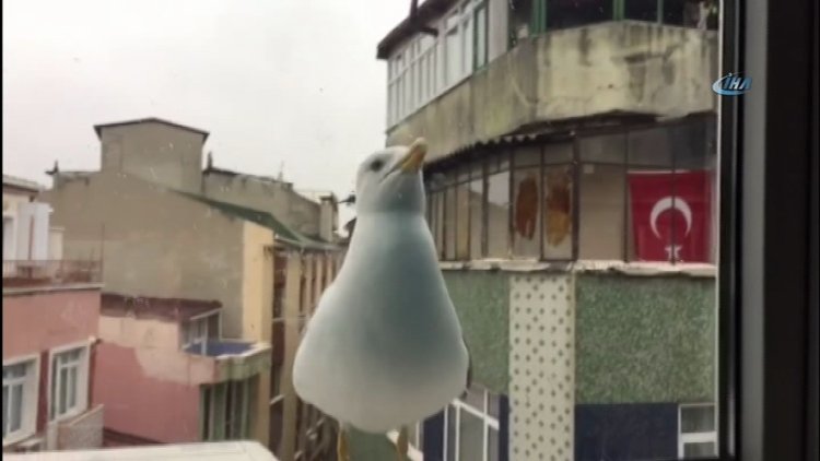 Karnı acıkan martı evin camına vurdu