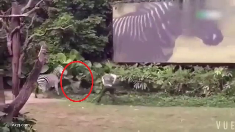 Zebra bakıcısına böyle saldırdı!