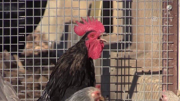 Öterken "kahkaha atan" horoz