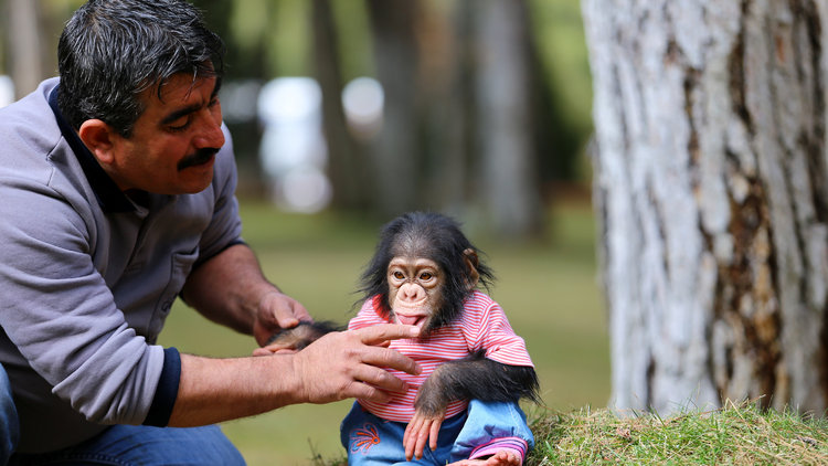 Anne şempanzeden sonra şimdi de yavrusunu büyütüyor