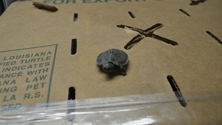 4 bin yavru kaplumbağa gümrüğe takıldı!