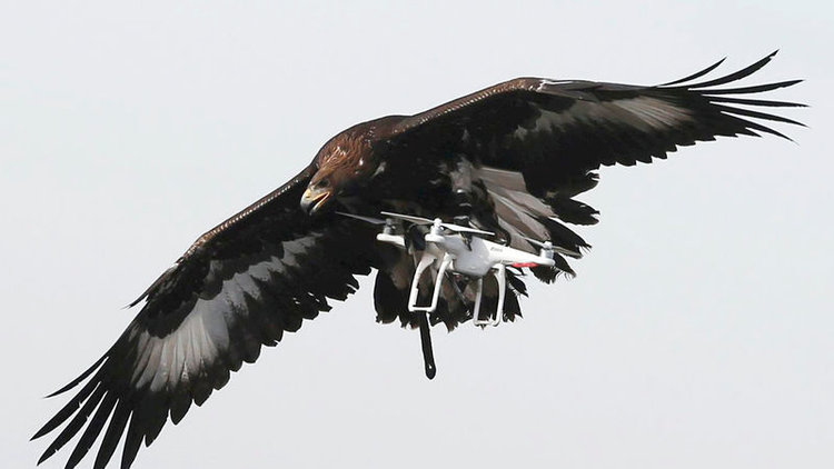 Drone yakalayacaklar