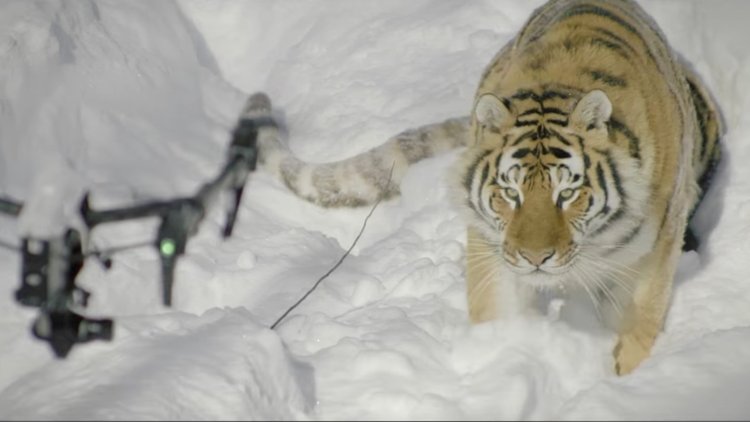 Kaplanlar drone&#039;yi kuş sanarsa...