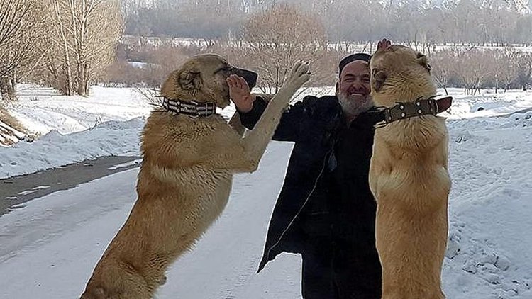 Kangalların safkan olduğu nasıl anlaşılır?