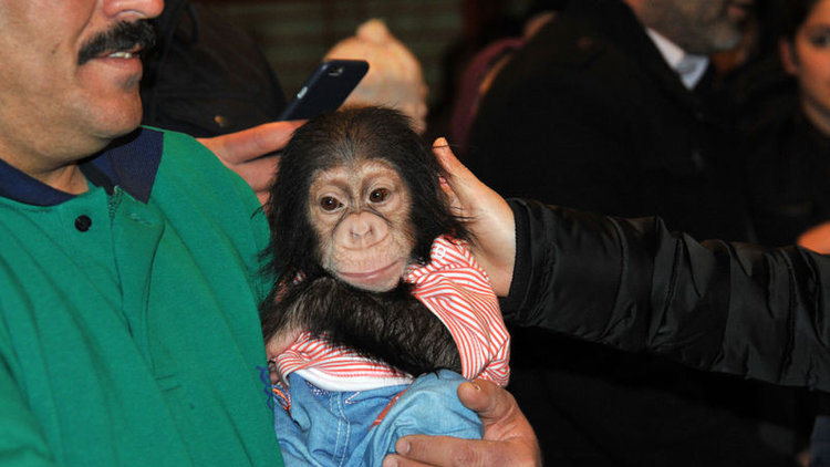 Annesinin bakmadığı şempanzeye bakıcısı sahip çıktı