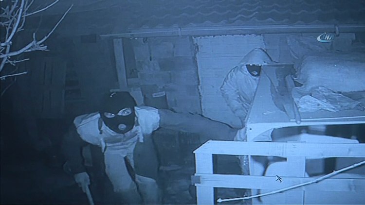 Tavus kuşu hırsızları kamerada