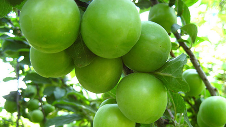 1 kilosu çeyrek altın