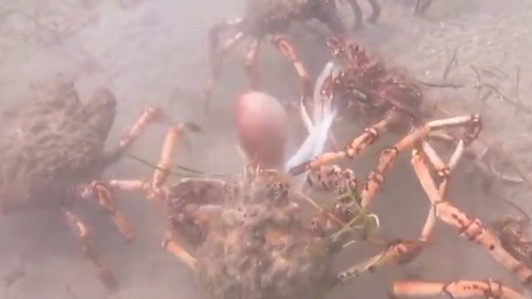 Dev örümcek yengeçleri kalamarı böyle parçaladı