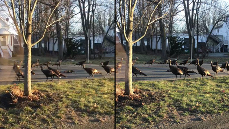 Ölü kedi etrafında dönen hindiler paylaşım rekoru kırdı