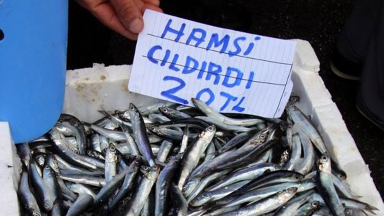 Nerede bu hamsiler?