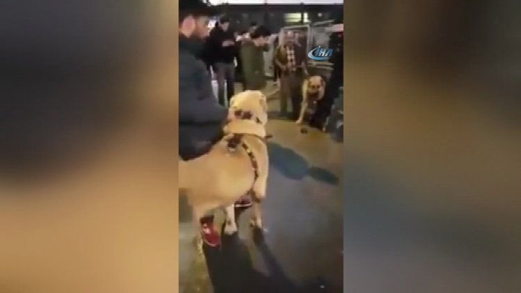 Hollanda'ya kangallı protesto