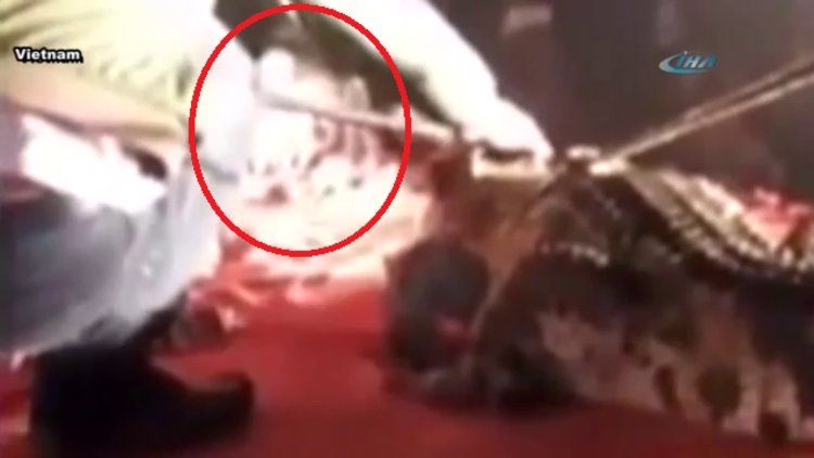 Timsah, göstericinin kafasını ısırdı