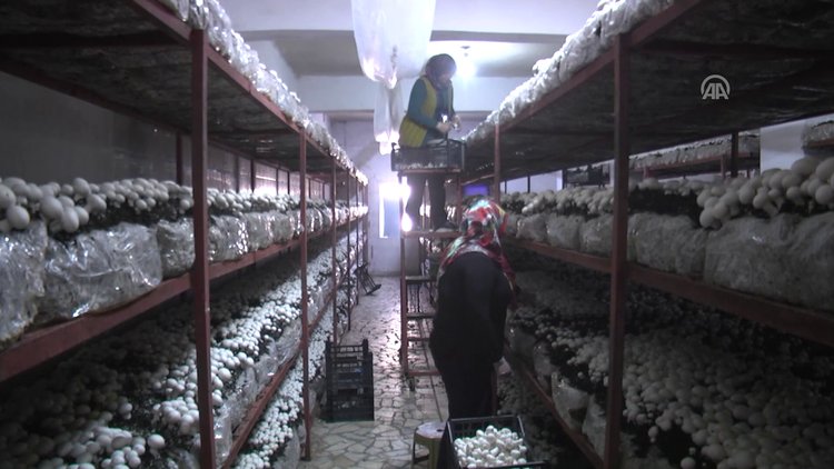 Mantar üreterek hem iş sahibi hem de patron oldu