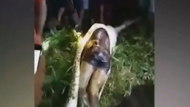 2 gündür kayıp adam, pitonun karnından çıktı!