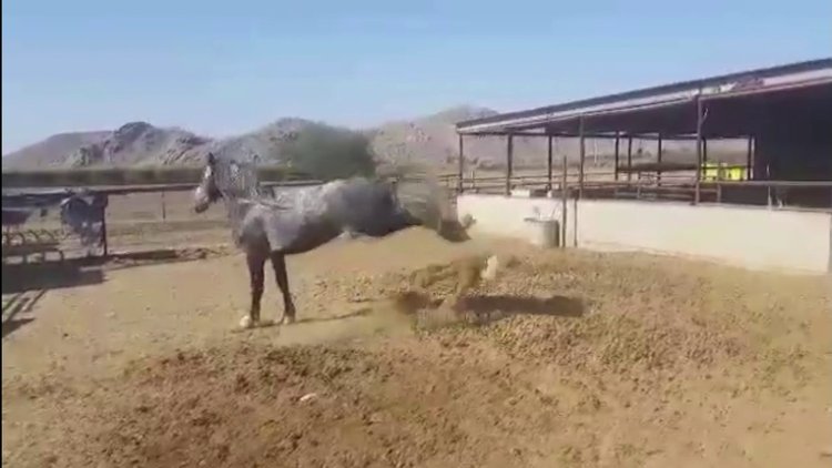 At, midilliye böyle çifte attı