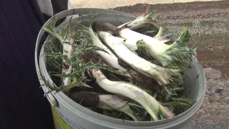 Hem sakızı hem otu şifa kaynağı