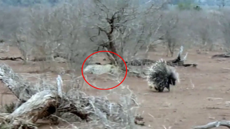 Kirpiye saldırdığına pişman olan leopar