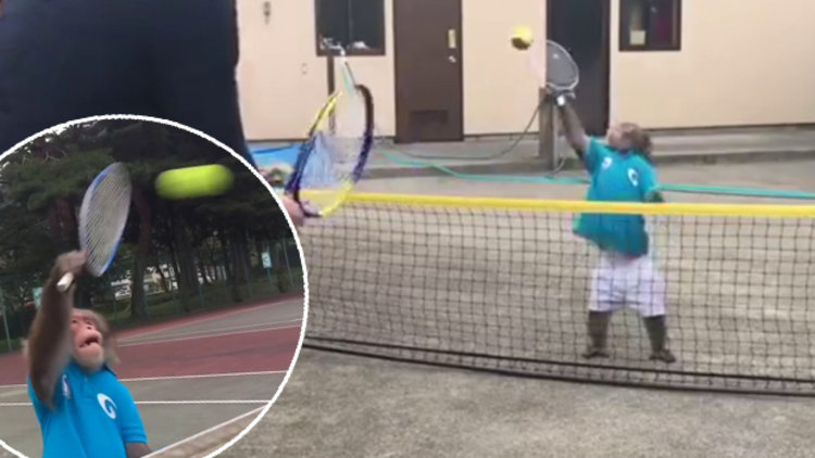 Tenis oynayan yetenekli maymun