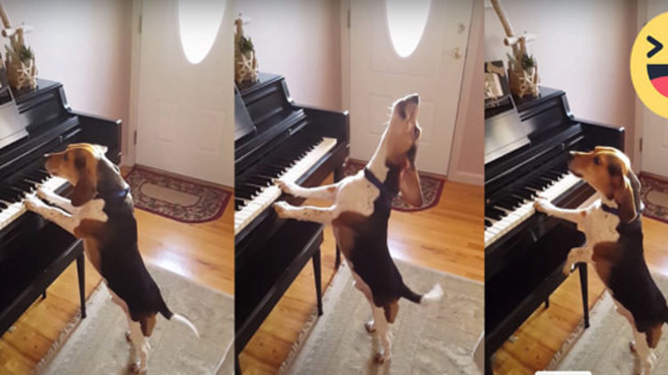 Piyano çalan yetenekli köpek