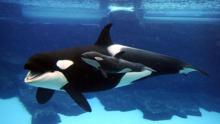 Katil balina böyle doğurdu