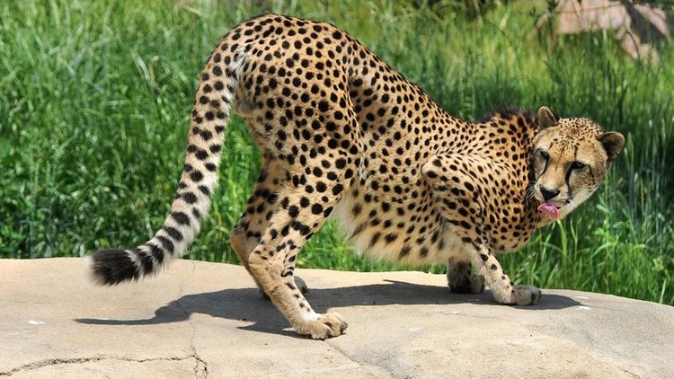 Çinli kadın çitanın saldırısına uğradı!