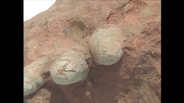 Çin’de 70 milyon yıllık dinozor yumurtaları Çin’de 70 milyon yıllık dinozor yumurtaları
