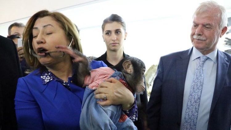 Şempanze Can Belediye Başkanı Şahin'e zor anlar yaşattı