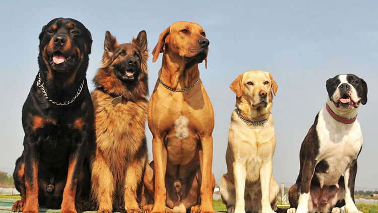 İşkence edenler hapis yatacak